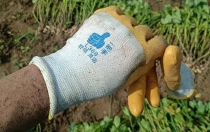 Con trai dậy từ 5 giờ sáng ra đồng nhổ lạc, mẹ đến nơi chỉ biết ôm đầu vì cảnh tượng trước mắt