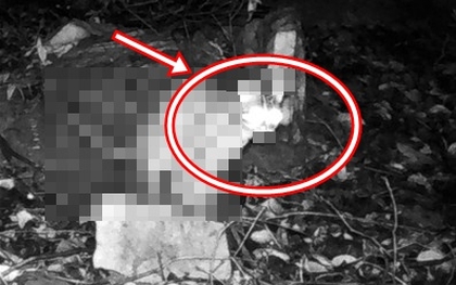 Đặt camera bắt trộm gà, chủ nhà chết lặng thấy sinh vật lạ và đồng bọn quay lại: Lập tức gọi chuyên gia!