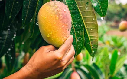 Tiếc mấy quả xoài, người đàn ông suýt liệt cả đời