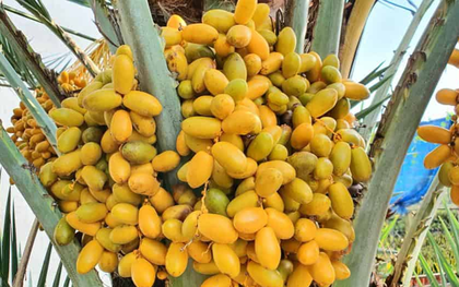 Quả chà là ngọt thơm, giàu dưỡng chất: 5 nhóm người nên ăn để nhận trọn lợi ích