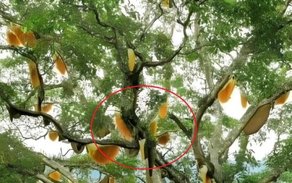 Nhìn lên cây sung cổ thụ, người dân sửng sốt chứng kiến cảnh tượng "nổi da gà"