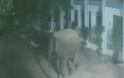 Voi rừng phá tường rào, 'đột nhập' trường bán trú lúc nửa đêm