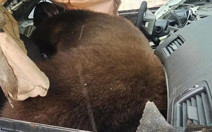 Phát hiện con gấu nặng 113,4 kg mắc kẹt rồi tử vong trong ô tô
