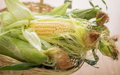 Đây chính là hai phần bổ dưỡng bậc nhất của bắp ngô! Nhiều người toàn bỏ phí