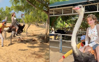 Hết cưỡi trâu, khách Tây lại phấn khích cưỡi đà điểu chạy 'xé gió' ở Việt Nam
