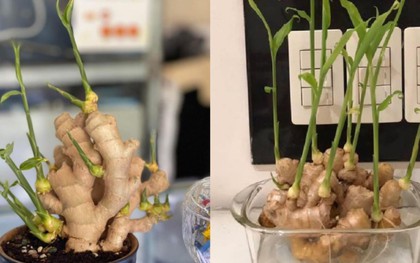 Gừng được nhiều người trồng trong nhà vì lý do này