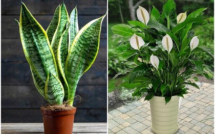 5 loại cây trồng trong nhà giúp lọc không khí hiệu quả