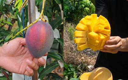Bỏ việc về quê bán hoa quả, 1 tháng bán được 15 tấn xoài, thu nhập cao hơn lương văn phòng