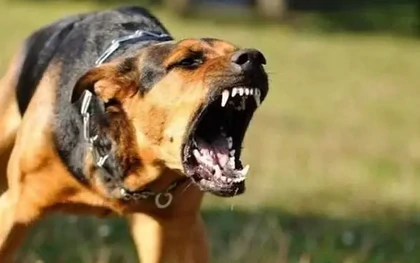 2 trường hợp tử vong do chó dại cắn tại Đồng Tháp
