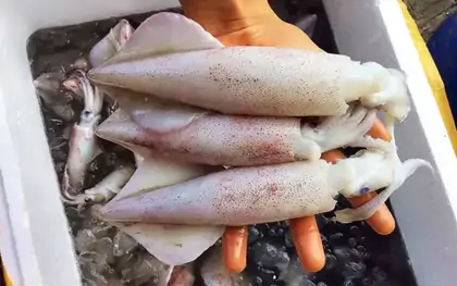 Chủ cửa hàng hải sản hơn 20 năm nói thẳng: 5 loại mực cho không cũng đừng lấy, chỉ người "dại" mới bỏ tiền mua