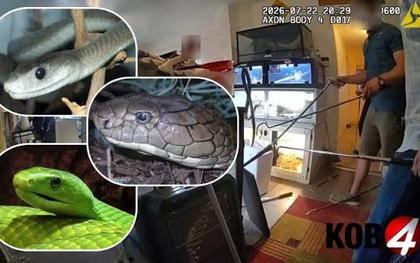 Đột kích một căn nhà, phát hiện 60 con bò sát, bao gồm cả loài rắn độc nhất hành tinh