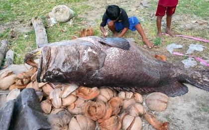3 cậu bé bắt được con cá mú khổng lồ nặng 150kg trên biển