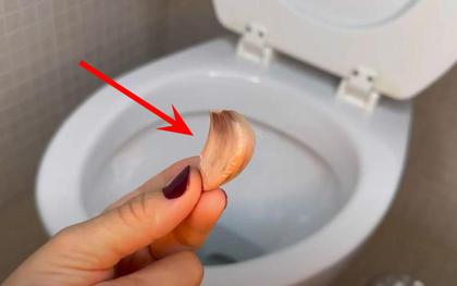 Vì sao ngày càng nhiều gia đình thích bỏ 1 tép tỏi vào bồn cầu mỗi đêm?