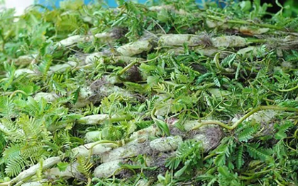 Ăn 1 nắm rau này "tốt ngang thịt", nhìn qua tưởng cỏ dại