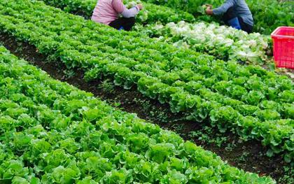 Mỹ đánh giá loại rau lọt top “tốt bậc nhất thế giới”, người Việt ăn liên tục mà không hay biết