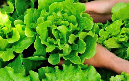 Tin vui cho những người thích ăn rau xà lách!