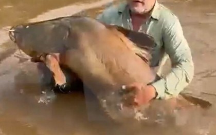 Cần thủ câu được con cá trê khổng lồ dài 1,74 mét, nặng 80kg trên sông