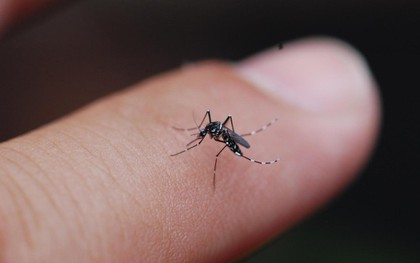 Muỗi cũng "kén ăn" như người: Đó là lý do vì sao bạn bị đốt mà người ngồi cạnh thì không sao