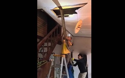 Bắt sống con trăn khổng lồ dài 4,8 mét, nặng 66kg