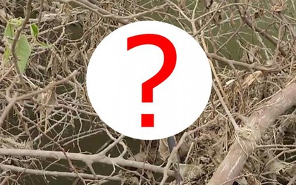 Đang chụp ảnh bên sông, người đàn ông phát hiện "quái vật" dài 2 m, vừa đến gần nó lập tức làm điều này