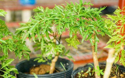 Lời khuyên cho những ai hay uống nước lá đinh lăng
