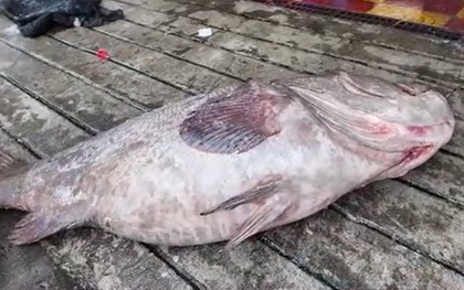 Ngư dân bắt được con cá mú khổng lồ nặng 175kg trên biển