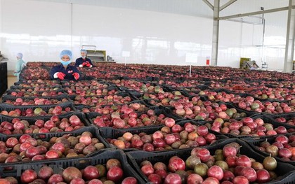 Loại quả "lọc" mỡ máu cực tốt, bán đầy chợ Việt giá chỉ từ 25.000 đồng/kg: EU ưa chuộng, xuất khẩu thu về hơn 116 triệu USD