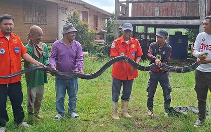 Bắt sống rắn hổ mang chúa khổng lồ nặng 20kg bò vào nhà dân