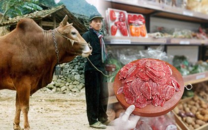 Việt Nam nghiên cứu giống bò cao cấp theo cách Nhật làm với Wagyu, có phần thịt giá hơn 1,2 triệu đồng/kg