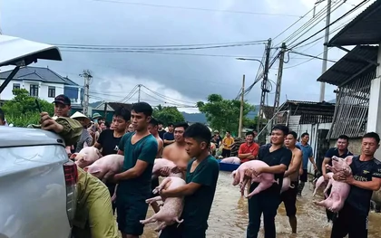 Hàng chục người "giải cứu" đàn lợn ra khỏi dòng nước lũ