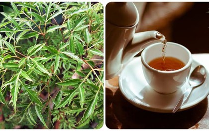 Lá đinh lăng nấu nước uống có tác dụng gì?