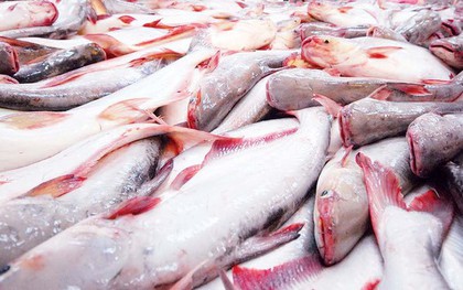 Loại "cá tỷ đô" của Việt Nam được Trung Quốc tăng mua 66,8%: Nguồn protein nạc dồi dào, tốt từ tim tới não, xương khớp