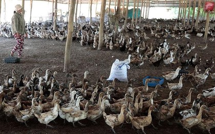 So sánh sản lượng trứng vịt gấp 40 lần tỉnh hơn 100 triệu dân của Trung Quốc, quan chức một tỉnh Campuchia "gây bão" dư luận