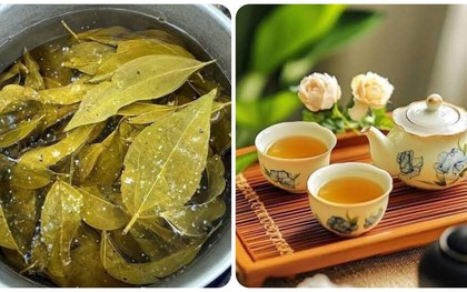Uống nước lá vối mỗi ngày có giúp giảm cân?