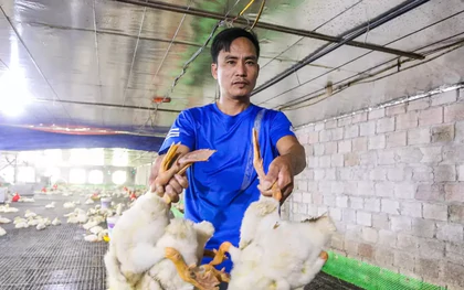 60.000 con gà, vịt chết ngạt sau lũ, chủ trang trại xin ngân hàng giãn nợ