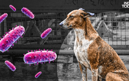 Xếp hạng: 10 loại virus nguy hiểm nhất thế giới theo tỷ lệ tử vong