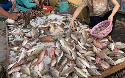 Không phải cá hồi, đây mới là 4 loại cá "tốt nhất cho sức khỏe" theo chuyên gia Mỹ: Việt Nam rất nhiều