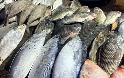 Đi chợ mua cá mà biết chọn ngay 7 loại, chuyên gia dinh dưỡng cũng phải khen: "Rất khôn ngoan"