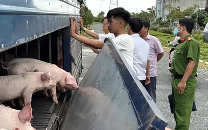 Phát hiện xe tải chở 54 con lợn mắc dịch tả lợn châu Phi