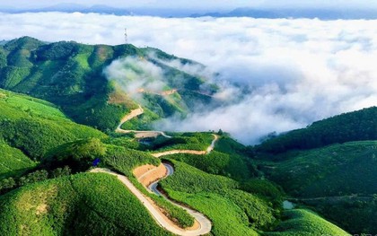 Siêu vùng 143.000ha của Việt Nam: Nắm giữ loài cây "chạm mây", cứ trồng là hái ra tiền triệu USD