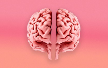 Các nhà khoa học cho rằng não người có thể là hai cơ quan riêng biệt rồi hợp nhất từ hơn 500 triệu năm trước