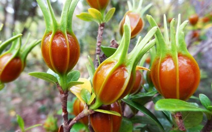 Loại quả quê, mọc dại ngoài vườn nhưng "chất vàng" không thua saffron nhụy nghệ tây: Cực tốt cho sức khỏe
