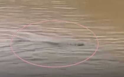4 con cá sấu xổng chuồng trong lũ lụt thảm hoạ ở Thái Lan, người dân lo lắng trèo lên cây vì sợ hãi