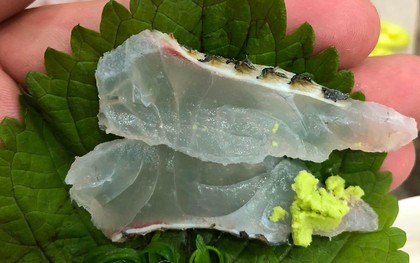 Một loại cá rẻ bèo bán đầy chợ Việt Nam, dinh dưỡng vượt cá hồi, được người Nhật tăng mua để làm sashimi