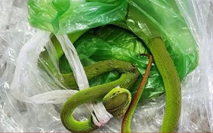 Bé 7 tháng tuổi bị rắn lục đuôi đỏ cắn khi đang ngồi chơi