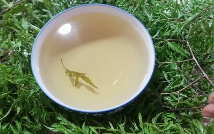 Lời khuyên dành cho tất cả những ai uống nước lá đinh lăng