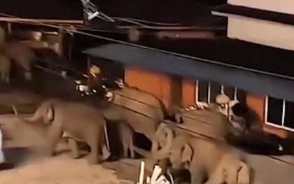 50 con voi đột kích một ngôi làng giữa đêm