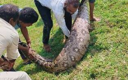 Bắt sống trăn khổng lồ dài 3,6 mét, nặng hơn 95 kg