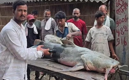 Phát hiện loạt cá lạ có con nặng tới 45kg sau lũ Nepal, người ăn vào bị ốm: Chính quyền lập tức cảnh báo