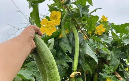 1 thứ trên cây mướp là "báu vật" dưỡng gan, mắt và da nhưng hiếm ai biết!